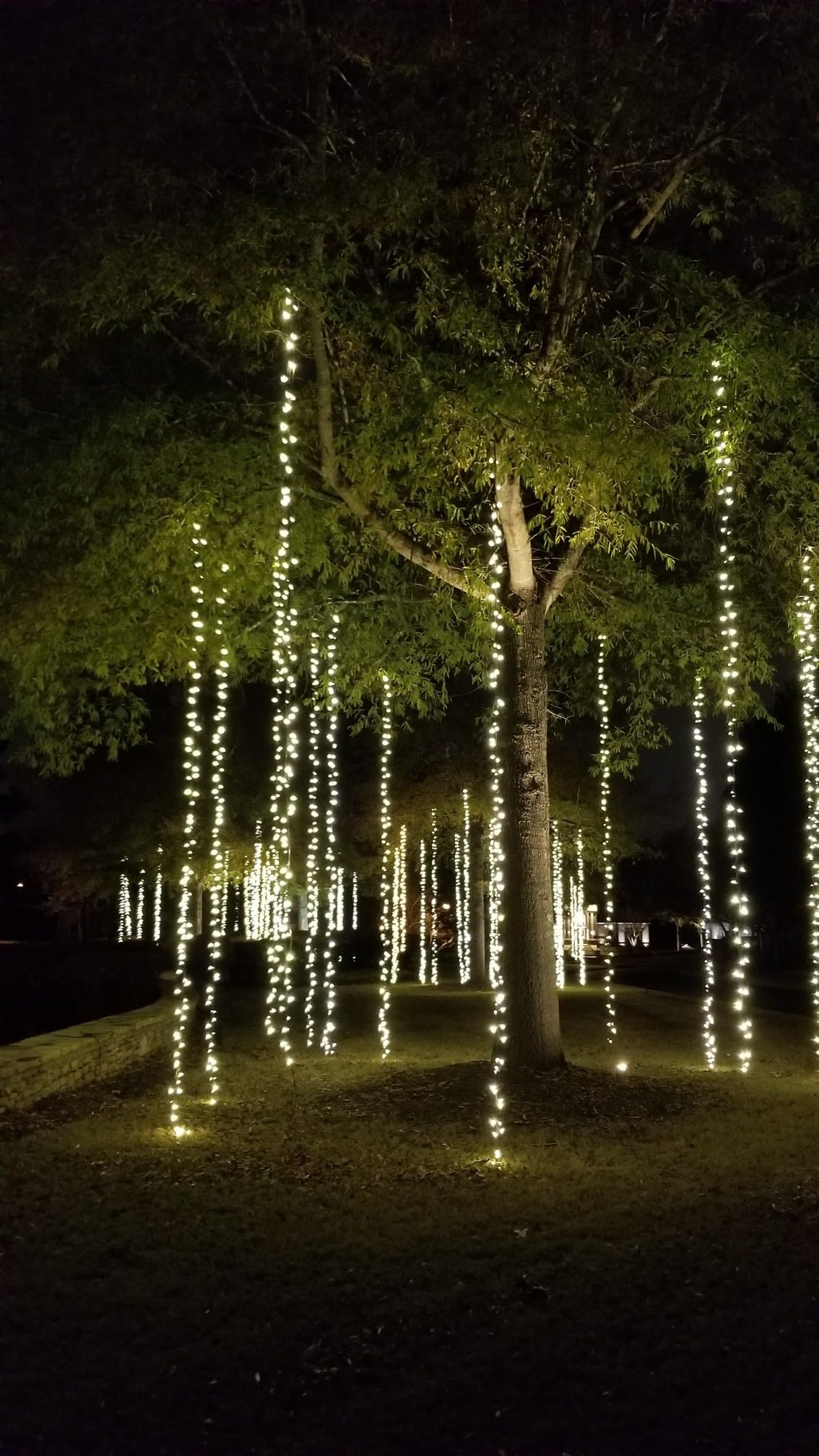 Warm White LED Christmas Lights – Bulk Closeout